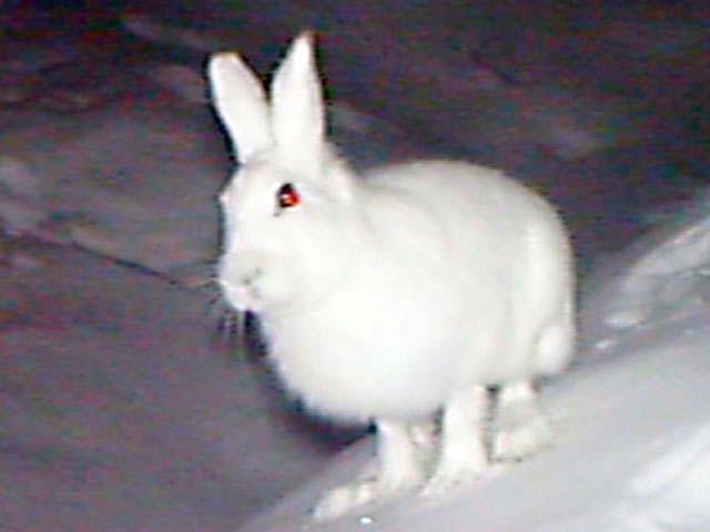 エゾユキウサギ - 動物 - 自然かんさつ図鑑｜ 帯広百年記念館 アイヌ