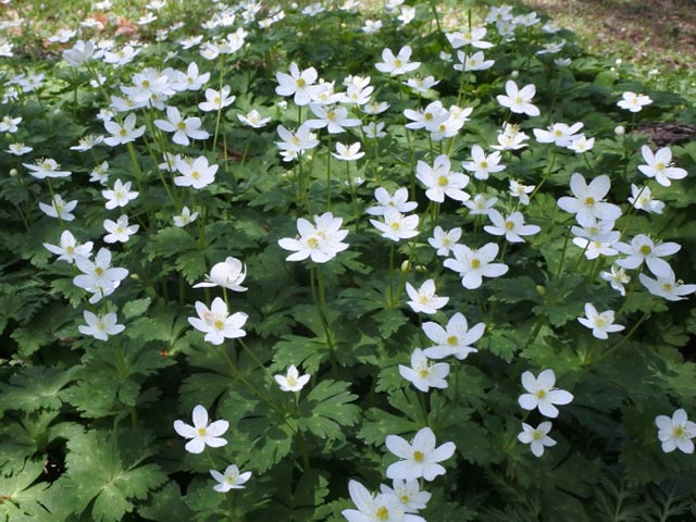 野草園