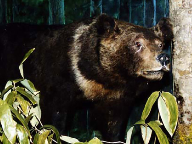 ヒグマ - 動物 - 自然かんさつ図鑑｜ 帯広百年記念館 アイヌ民族文化