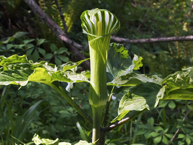 イチイ - 植物 - 自然かんさつ図鑑| 帯広百年記念館 アイヌ民族 イチイ - 植物 - 自然かんさつ図鑑| 帯広百年記念館 アイヌ民族