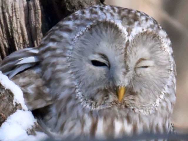 エゾフクロウ - 鳥類 - 自然かんさつ図鑑｜ 帯広百年記念館 アイヌ民族