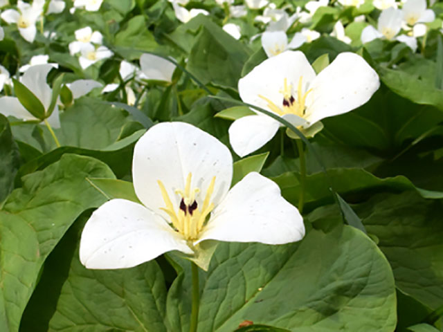 イチイ - 植物 - 自然かんさつ図鑑｜ 帯広百年記念館 アイヌ民族文化