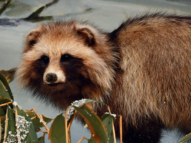 エゾタヌキ - 動物 - 自然かんさつ図鑑｜ 帯広百年記念館 アイヌ民族