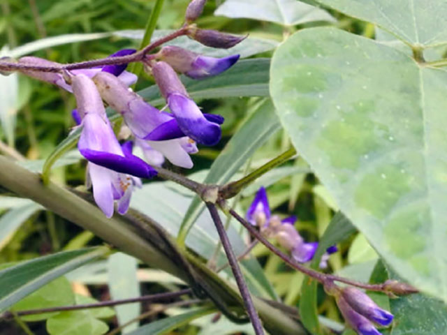 フキ - 植物 - 自然かんさつ図鑑｜ 帯広百年記念館 アイヌ民族文化情報