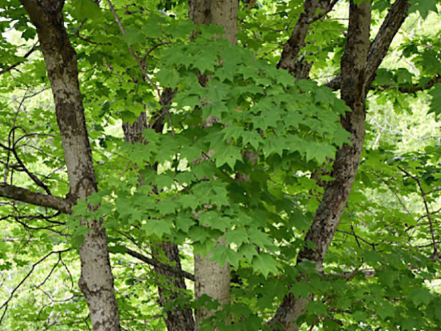 イチイ - 植物 - 自然かんさつ図鑑｜ 帯広百年記念館 アイヌ民族