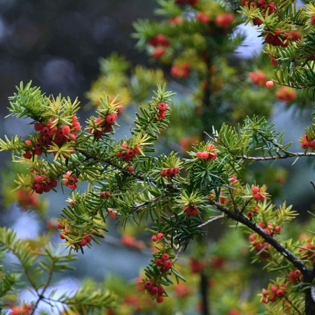 イチイ - 植物 - 自然かんさつ図鑑| 帯広百年記念館 アイヌ民族文化 イチイ - 植物 - 自然かんさつ図鑑| 帯広百年記念館 アイヌ民族文化