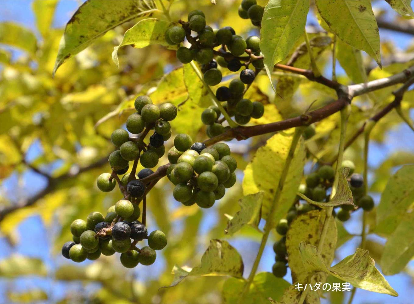 キハダ - 植物 - 自然かんさつ図鑑｜ 帯広百年記念館 アイヌ民族文化 